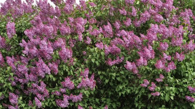 Beautiful Lilac blossoms in the spring garden. Sways in the wind.