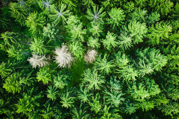 Walf vertikale ansicht von oben 