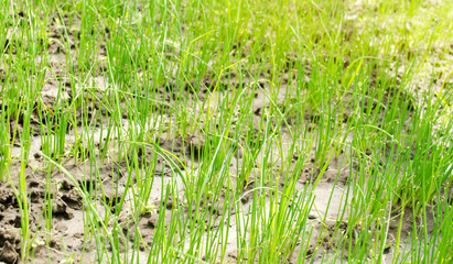 Leek seedling grows in greenhouse. Growing organic vegetables. Farming. Agriculture. Seeds. Close-up. Selective focus