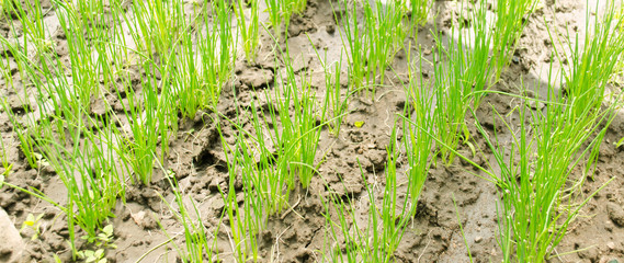 Leek seedling grows in greenhouse. Growing organic vegetables. Farming. Agriculture. Seeds. Close-up. Selective focus