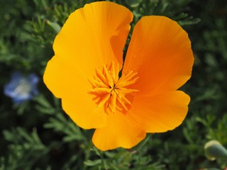 California Poppy