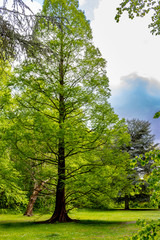 straight tall green tree in the park with shadow