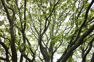 Baum im Frühling 