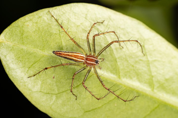 Oxyopes macilentus, the lean lynx spider, hunting for prey on green foliage