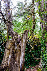 Obraz premium old hollow stump in the park