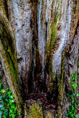 Obraz premium old hollow stump in the park