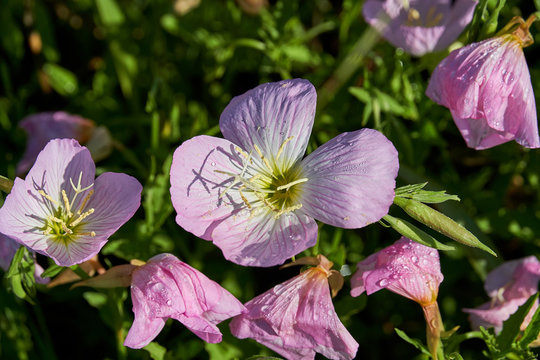 A macro shot of an oenothera bloom. Pink Evening Primrose.