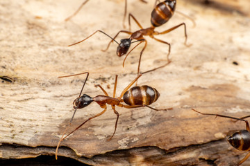 Large Camponotus carpenter ants foraging on dead wood on the rainforest floor