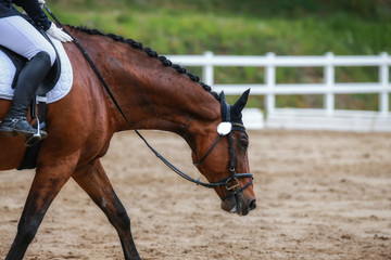 Dressage horse (horse) in closeup on a dressage tournament..