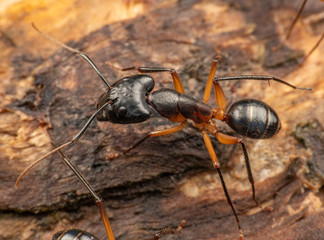 Large Camponotus carpenter ants foraging on dead wood on the rainforest floor