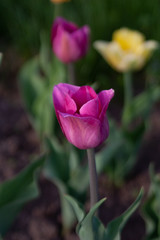 Pink tulip with two other flowers