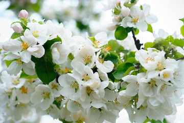 Blooming apple tree in the garden