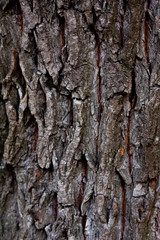 Tree bark background. Grey and brown colors