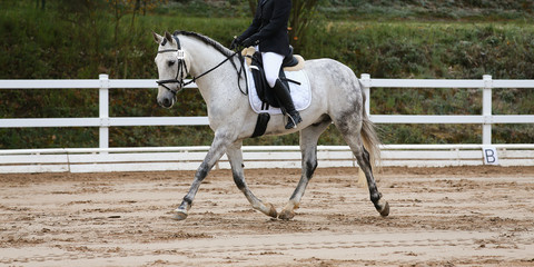 Dressage horse (horse) trotting in a dressage tournament..