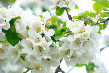 Blooming apple tree in spring time. Blossoming apple flowers