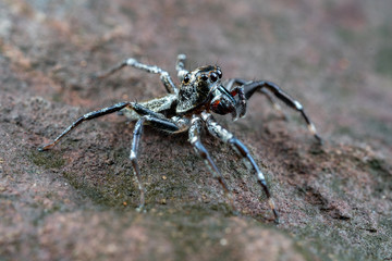 Swift's Ant Hunter, Omoedus swiftorum, a salticidae jumping spider hunting on a rock in Queensland, Australia