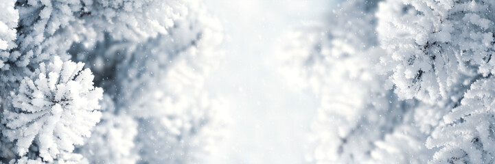 Banner 3:1. Winter Christmas scenic background. Snow landscape with spruce branches covered with snow. Sky and sunlight through the frozen tree branches. Copy space. Soft focus
