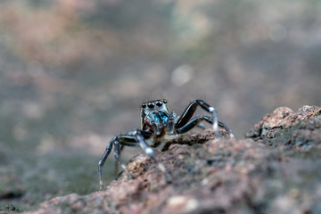 Swift's Ant Hunter, Omoedus swiftorum, a salticidae jumping spider hunting on a rock in Queensland, Australia