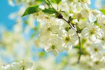 Cherry blossom in full bloom. Spring background. Copy space