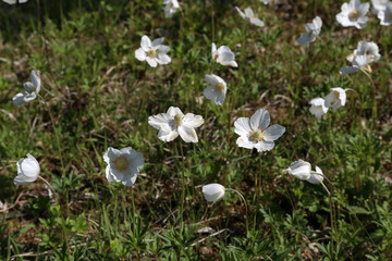 White wood anemone flowers, as a first sign of spring in the forest.