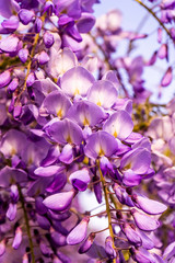 Fototapeta na wymiar Beautiful natural wisteria flower plant outdoor