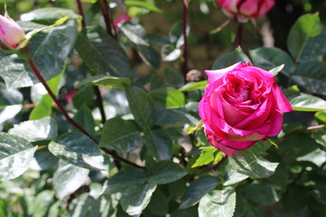 Pink rose in my garden
