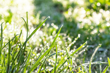 green young grass in the morning dew in early spring, glare bokeh