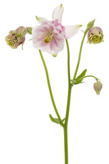Rosy flower of aquilegia, blossom of catchment closeup, isolated on white background