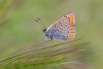 close up of lycaenidae butterfly sitting on wild ear