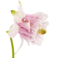 Rosy flower of aquilegia, blossom of catchment closeup, isolated on white background