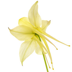 Fototapeta na wymiar Yellow flower of aquilegia, blossom of catchment closeup, isolated on white background