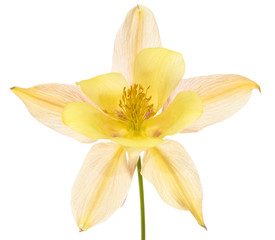 Yellow-cream flower of aquilegia, blossom of catchment closeup, isolated on white background