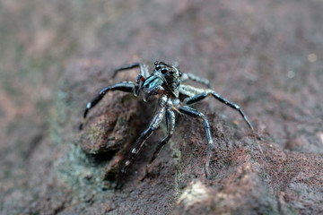 Swift's Ant Hunter, Omoedus swiftorum, a salticidae jumping spider hunting on a rock in Queensland, Australia