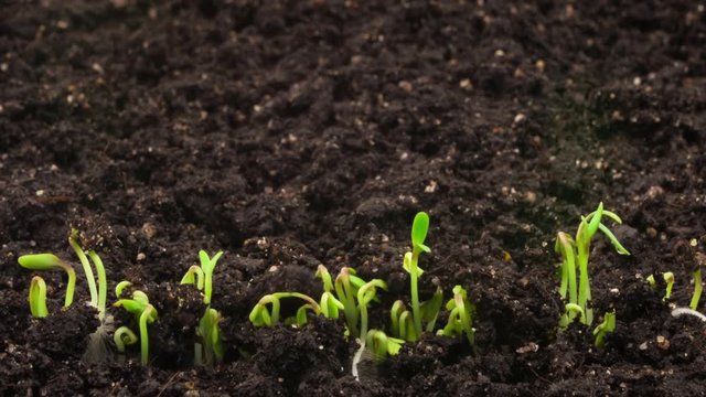 Growing plants in timelapse, sprouts germination newborn cress salad plant in greenhouse agriculture