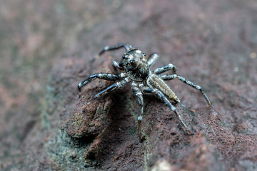 Swift's Ant Hunter, Omoedus swiftorum, a salticidae jumping spider hunting on a rock in Queensland, Australia