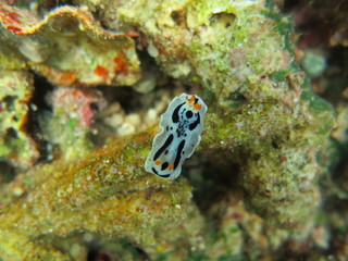 Nudibranquio en el mar