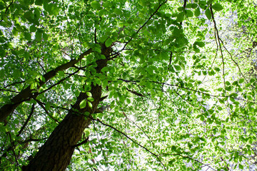 Słońce w gałęziach drzew pokrytych zielonymi, wiosennymi liśćmi - obrazy, fototapety, plakaty