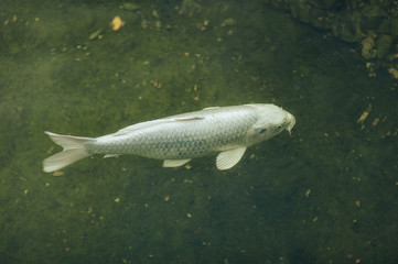 White Koi carp swim in the pond and wait to be fed. Fight for food. Decorative fish for the park area.