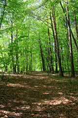 Path leading through the spring, green forest