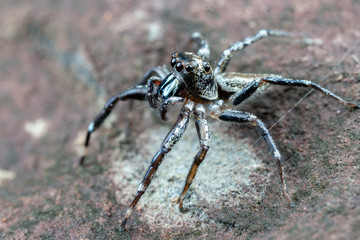 Fototapeta premium Swift's Ant Hunter, Omoedus swiftorum, a salticidae jumping spider hunting on a rock in Queensland, Australia