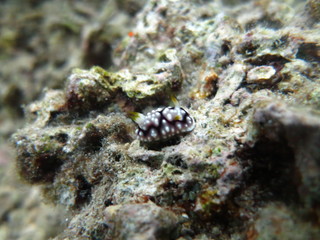 Nudibranquio en el mar