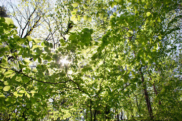 Słońce przebijające się przez gałęzie drzew pokryte zielonymi, wiosennymi liśćmi - obrazy, fototapety, plakaty