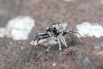 Swift's Ant Hunter, Omoedus swiftorum, a salticidae jumping spider hunting on a rock in Queensland, Australia