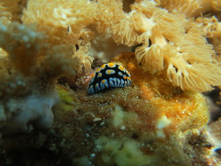 Nudibranquio en el mar