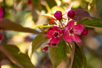 Naklejka na ściany i meble Apple tree in bloom, bright pink flowers, bokeh, sunny day.
