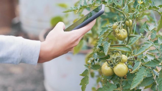 Close up woman hand takes photo on phone of green tomato on branch at garden