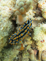 Nudibranquio en el mar