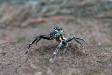 Swift's Ant Hunter, Omoedus swiftorum, a salticidae jumping spider hunting on a rock in Queensland, Australia