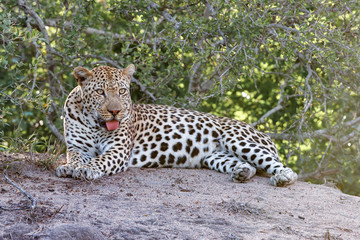 Fototapeta na wymiar Male leopard resting on a termite mound in Sabi Sands Game Reserve in South Africa