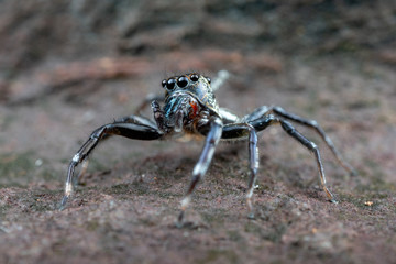 Swift's Ant Hunter, Omoedus swiftorum, a salticidae jumping spider hunting on a rock in Queensland, Australia